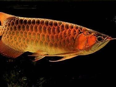 金頭過背金龍魚幼魚飼料喂養技巧：金頭過背金龍魚幼魚的飼料喂養技巧