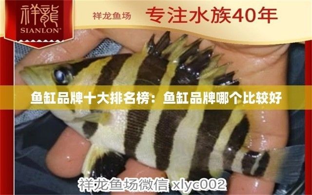魚缸的品牌有哪些，魚缸品牌性價比對比水族箱維護技巧分享