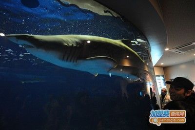 水族館加盟條件及費(fèi)用多少錢(qián)啊(-加盟水族館加盟條件需要滿足特定條件和支付費(fèi)用) 水族館百科(水族館加盟) 第2張 水族館加盟條件及費(fèi)用多少錢(qián)啊(-加盟水族館加盟條件需要滿足特定條件和支付費(fèi)用) 水族館加盟條件及費(fèi)用多少錢(qián)啊(-加盟水族館加盟條件需要滿足特定條件和支付費(fèi)用) 水族館百科(水族館加盟) 第2張