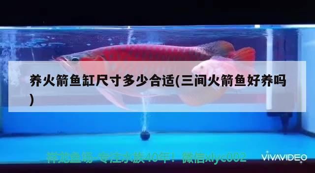 養火箭魚缸尺寸多少合適(三間火箭魚好養嗎) 養火箭魚缸尺寸多少合適(三間火箭魚好養嗎) 元寶鳳凰魚百科 第3張
