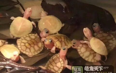 豬鼻龜下蛋了怎么辦啊：烏龜下蛋了怎么辦
