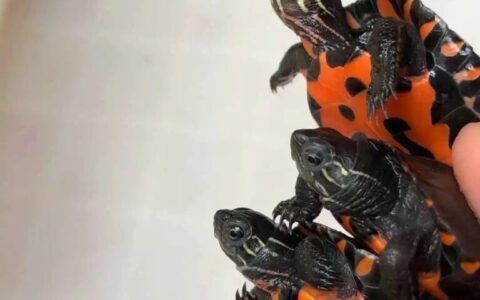 豬鼻龜下蛋了怎么辦啊：烏龜下蛋了怎么辦 豬鼻龜下蛋了怎么辦啊：烏龜下蛋了怎么辦 豬鼻龜百科 第5張