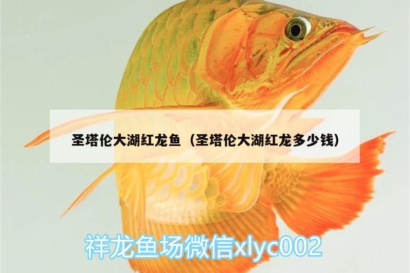 圣塔倫大湖紅龍魚（圣塔倫大湖紅龍多少錢）