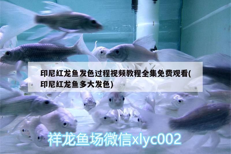 印尼紅龍魚發色過程視頻教程全集免費觀看(印尼紅龍魚多大發色)