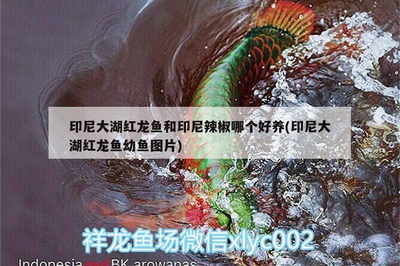 印尼大湖紅龍魚和印尼辣椒哪個好養(印尼大湖紅龍魚幼魚圖片)