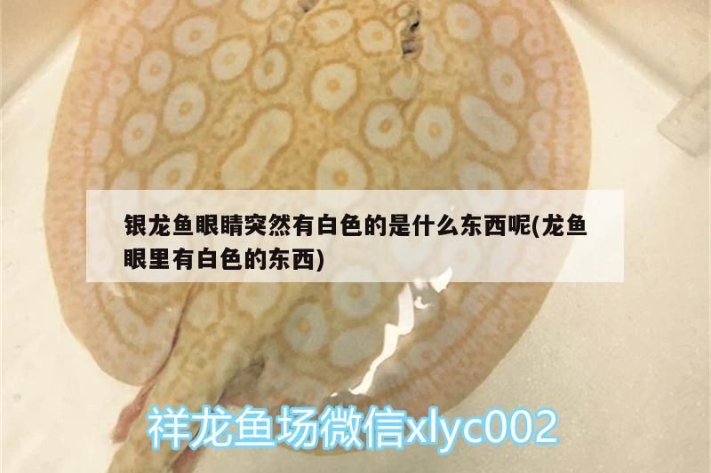 銀龍魚眼睛突然有白色的是什么東西呢(龍魚眼里有白色的東西) 銀龍魚百科 第3張 銀龍魚眼睛突然有白色的是什么東西呢(龍魚眼里有白色的東西) 銀龍魚眼睛突然有白色的是什么東西呢(龍魚眼里有白色的東西) 銀龍魚百科 第3張