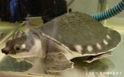 豬鼻龜?shù)降资驱斶€是鱉：豬鼻龜屬于海龜嗎