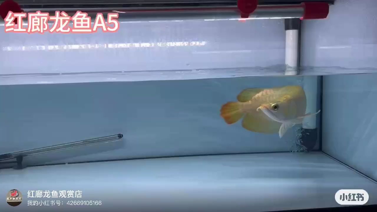 大湖紅龍：#觀賞魚#印尼紅龍小翹頭，尾#現場實拍