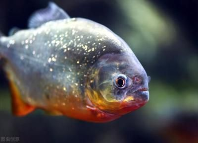 虎魚種類介紹圖片：泰國虎魚是虎魚種類中最貴的品種，泰國虎魚種類介紹 虎魚種類介紹圖片：泰國虎魚是虎魚種類中最貴的品種，泰國虎魚種類介紹 虎魚百科 第3張