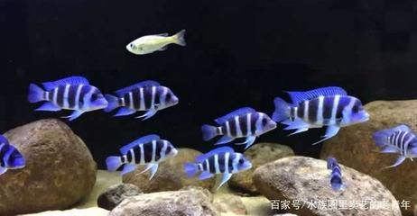 虎魚種類介紹圖片：泰國虎魚是虎魚種類中最貴的品種，泰國虎魚種類介紹 虎魚種類介紹圖片：泰國虎魚是虎魚種類中最貴的品種，泰國虎魚種類介紹 虎魚百科 第4張