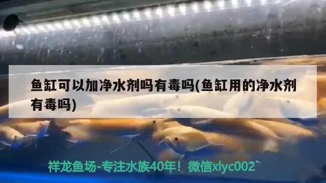 魚(yú)缸可以加凈水劑嗎有毒嗎(魚(yú)缸用的凈水劑有毒嗎)