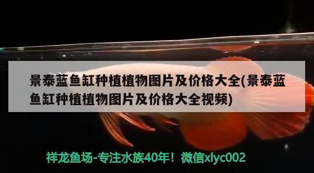 景泰藍魚缸種植植物圖片及價格大全(景泰藍魚缸種植植物圖片及價格大全視頻)