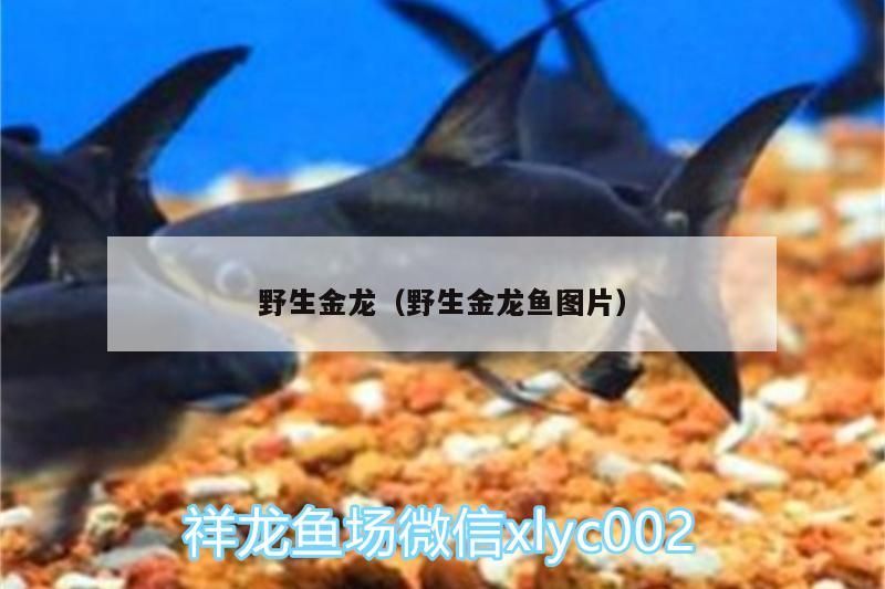 野生金龍（野生金龍魚圖片）
