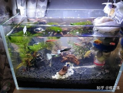 30cm的魚缸，30cm魚缸造景材料清單
