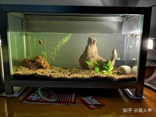 30cm的魚缸，30cm魚缸造景材料清單