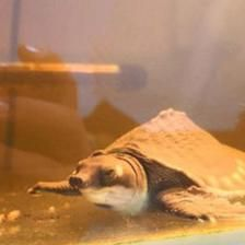 豬鼻龜擺放位置圖：羅漢魚和豬鼻子龜的風水秘術:羅漢魚和豬鼻龜的風水秘術