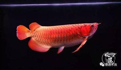 大湖紅龍和印尼紅龍有啥區別：印尼大湖龍魚是一種珍貴的龍魚品種它們生活在原生態、無污染的環境中