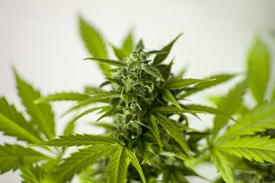 如何穩(wěn)定黃金貓魚繁殖水質(zhì)（黃金貓魚繁殖期飼料選擇，黃金貓魚繁殖水溫控制技巧）