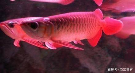 紅龍魚記錄