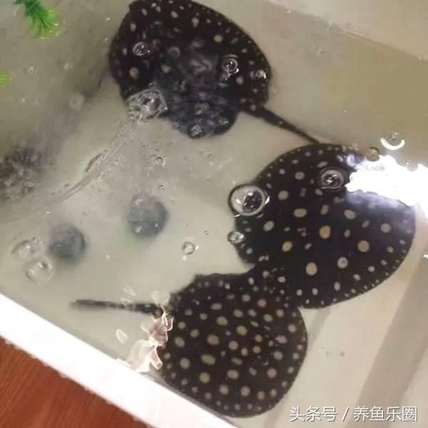 魟魚公魚不會(huì)打怎么辦：魟魚公魚不打架可能是因?yàn)樗鼈兊纳硖匦詻Q定的