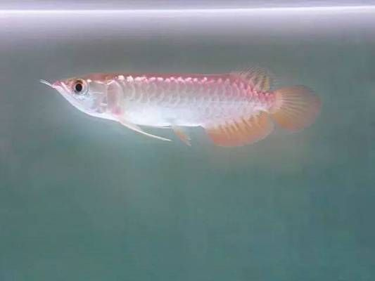 過背金龍魚成長(zhǎng)過程描寫片段200字怎么寫：過背金龍魚是一種經(jīng)過特殊飼養(yǎng)和護(hù)理的觀賞魚其成長(zhǎng)過程充滿奇跡 過背金龍魚成長(zhǎng)過程描寫片段200字怎么寫：過背金龍魚是一種經(jīng)過特殊飼養(yǎng)和護(hù)理的觀賞魚其成長(zhǎng)過程充滿奇跡 金龍魚百科 第2張