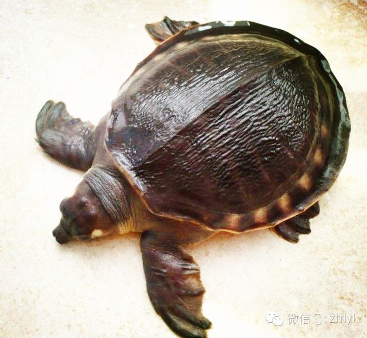 豬鼻龜適合多少ph值：豬鼻龜的水質管理