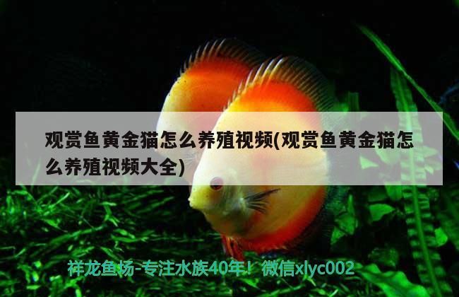 觀賞魚黃金貓怎么養(yǎng)殖視頻(觀賞魚黃金貓怎么養(yǎng)殖視頻大全)