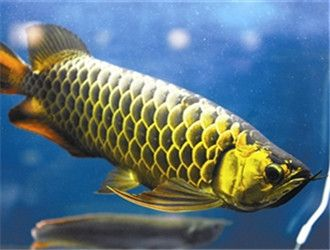 30厘米過背金龍魚表現：30厘米過背金龍魚的表現