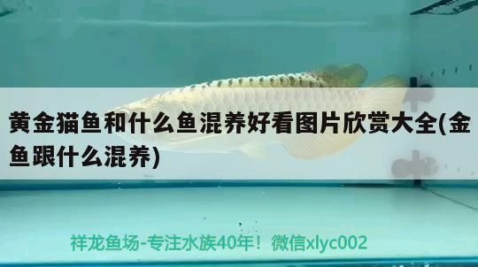 黃金貓魚和什么魚混養好看圖片欣賞大全(金魚跟什么混養) 黃金貓魚百科 第3張 黃金貓魚和什么魚混養好看圖片欣賞大全(金魚跟什么混養) 黃金貓魚和什么魚混養好看圖片欣賞大全(金魚跟什么混養) 黃金貓魚百科 第3張