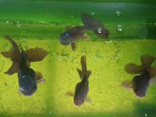 虎魚缸背景色選擇的科學依據，關于虎魚缸背景色選擇的科學依據 虎魚缸背景色選擇的科學依據，關于虎魚缸背景色選擇的科學依據 虎魚百科 第4張