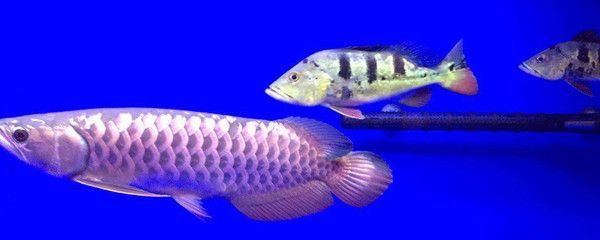 虎魚缸背景色選擇的科學依據，關于虎魚缸背景色選擇的科學依據 虎魚缸背景色選擇的科學依據，關于虎魚缸背景色選擇的科學依據 虎魚百科 第6張
