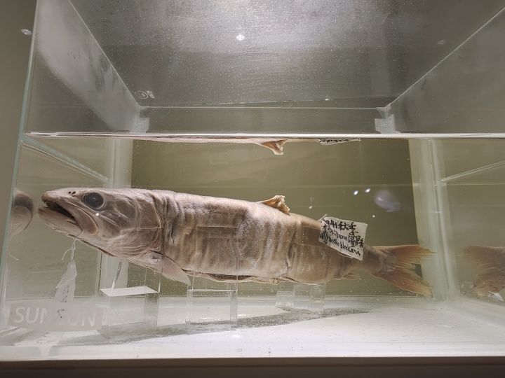 虎魚體型研究:虎魚的體型特征 虎魚百科 第1張 虎魚體型研究:虎魚的體型特征 虎魚體型研究:虎魚的體型特征 虎魚百科 第1張