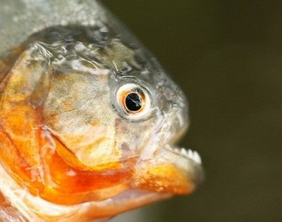 虎魚體型研究:虎魚的體型特征 虎魚百科 第3張 虎魚體型研究:虎魚的體型特征 虎魚體型研究:虎魚的體型特征 虎魚百科 第3張