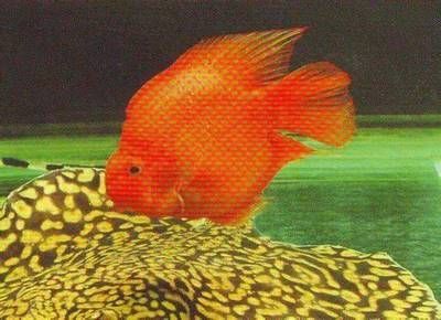 魟魚小時候和長大了顏色一樣嗎：魟魚的顏色變化