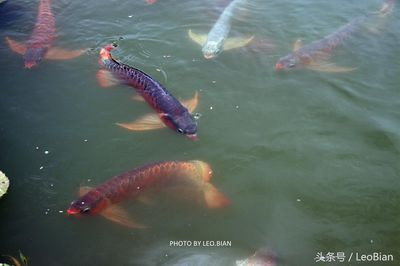 新加坡紅龍魚和馬來西亞紅龍魚哪個好:新加坡紅龍魚和馬來西亞紅龍魚哪個更好