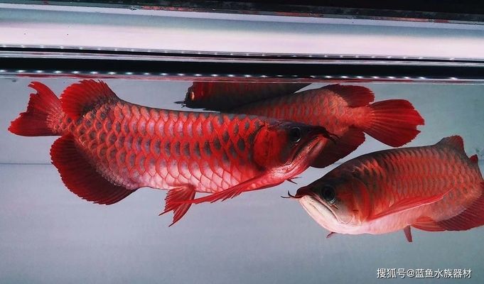 龍魚產(chǎn)地普林斯和大湖紅龍哪個好養(yǎng)：探討龍魚產(chǎn)地普林斯和大湖紅龍哪個好養(yǎng)，新手需要了解