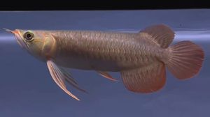 龍魚產地普林斯和大湖紅龍哪個好養：探討龍魚產地普林斯和大湖紅龍哪個好養，新手需要了解 龍魚產地普林斯和大湖紅龍哪個好養：探討龍魚產地普林斯和大湖紅龍哪個好養，新手需要了解 大湖紅龍魚百科 第4張
