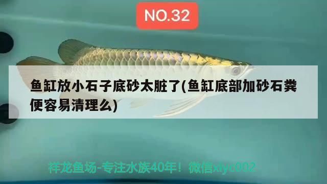 魚缸放小石子底砂太臟了(魚缸底部加砂石糞便容易清理么) 魚缸放小石子底砂太臟了(魚缸底部加砂石糞便容易清理么) 元寶鳳凰魚百科 第3張