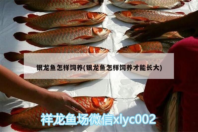 銀龍魚怎樣飼養(yǎng)(銀龍魚怎樣飼養(yǎng)才能長大)