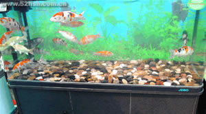 印尼紅龍魚發色過程視頻教程全集在線觀看(龍魚如何快速發色) 印尼紅龍魚發色過程視頻教程全集在線觀看(龍魚如何快速發色) 紅龍魚百科 第2張