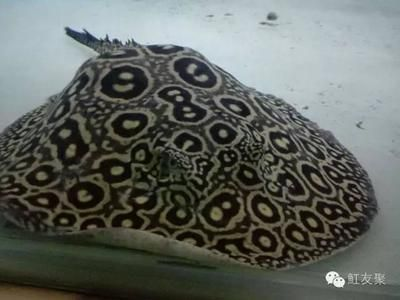 魟魚怎么看品相圖解：如何判斷魟魚品相 魟魚怎么看品相圖解：如何判斷魟魚品相 魟魚百科 第4張