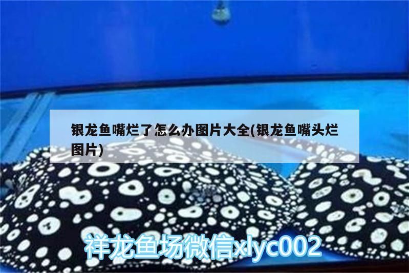 銀龍魚嘴爛了怎么辦圖片大全(銀龍魚嘴頭爛圖片)