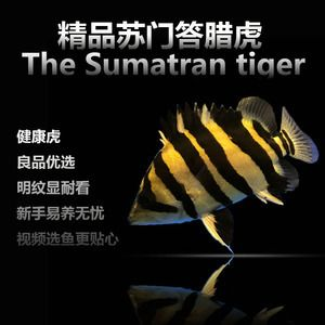 如何判斷四紋虎魚健康狀態，判斷四紋虎魚的健康狀態從以下幾個方面進行觀察