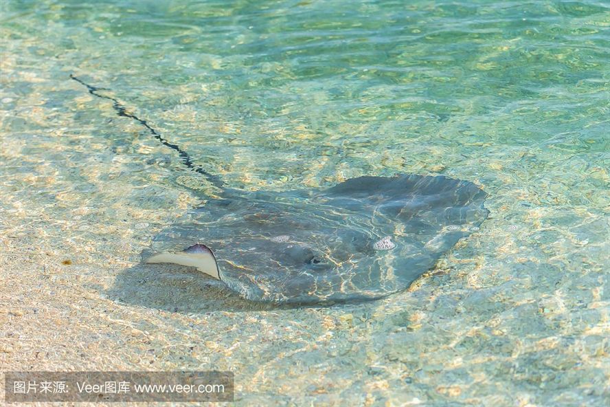 魟魚呼吸急促翹嘴怎么辦：養[需手動填充]魚呼吸急促翹嘴怎么辦