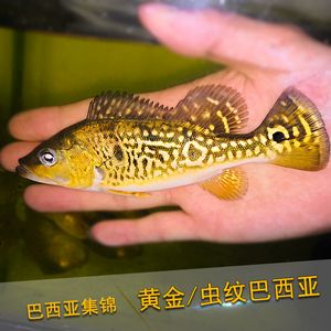 紅龍魚25度水溫 紅龍魚25度水溫 龍魚百科 第2張