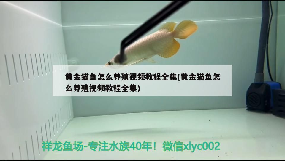 黃金貓魚怎么養殖視頻教程全集(黃金貓魚怎么養殖視頻教程全集)