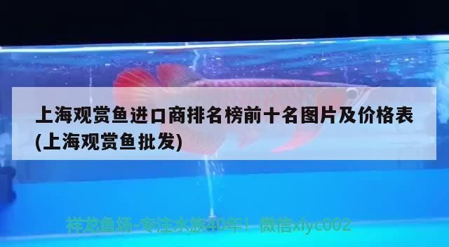 金龍魚的水溫多少溫度最好養活，龍魚多少溫度最好養活，金龍魚的水溫多少度最好養活