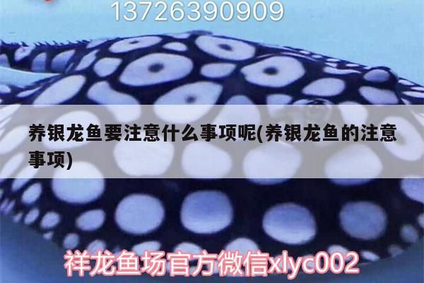 養(yǎng)銀龍魚(yú)要注意什么事項(xiàng)呢(養(yǎng)銀龍魚(yú)的注意事項(xiàng))