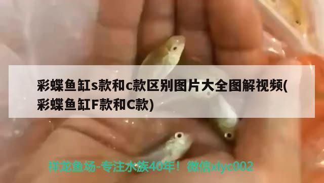 彩蝶魚缸s款和c款區別圖片大全圖解視頻(彩蝶魚缸F款和C款) 彩蝶魚缸s款和c款區別圖片大全圖解視頻(彩蝶魚缸F款和C款) 錦鯉魚百科 第3張