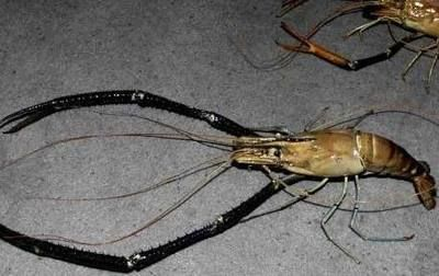 龍魚(yú)吃淡水蝦還是海蝦好